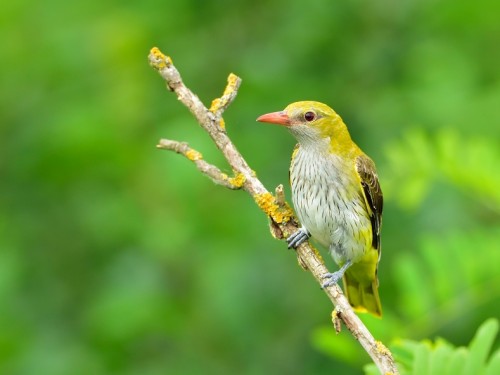 Wilga (ang. Eurasian Golden-Oriole, łac. Oriolus oriolus) - 1442- Fotografia Przyrodnicza - WlodekSmardz.pl