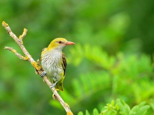 Wilga (ang. Eurasian Golden-Oriole, łac. Oriolus oriolus) - 1447- Fotografia Przyrodnicza - WlodekSmardz.pl