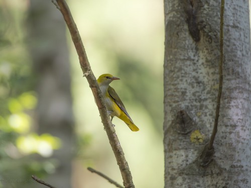 Wilga (ang. Eurasian Golden-Oriole, łac. Oriolus oriolus) - 0269 - Fotografia Przyrodnicza - WlodekSmardz.pl