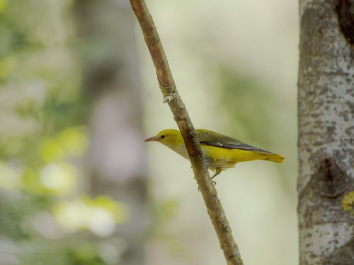 Wilga (ang. Eurasian Golden-Oriole, łac. Oriolus oriolus) - 0266 - Fotografia Przyrodnicza - WlodekSmardz.pl