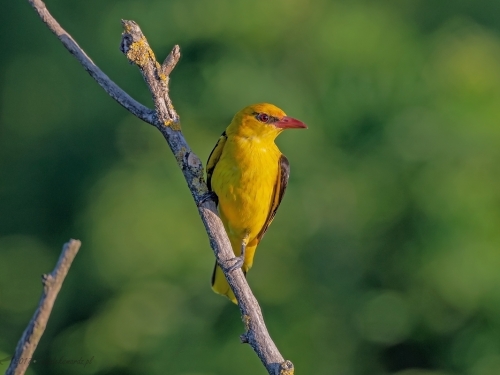 Wilga (ang. Eurasian Golden-Oriole, łac. Oriolus oriolus) - 2867 - Fotografia Przyrodnicza - WlodekSmardz.pl