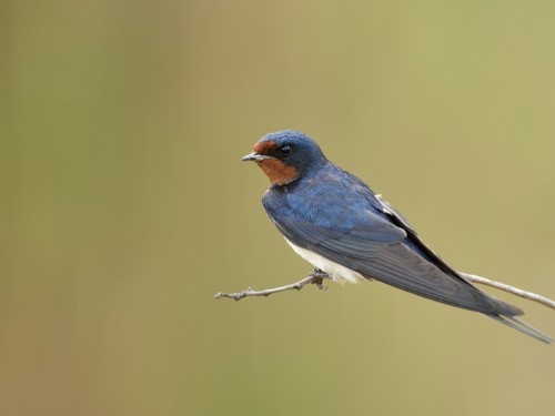 Dymówka (ang. Barn Swallow, łac. Hirundo rustica) - 2146- Fotografia Przyrodnicza - WlodekSmardz.pl