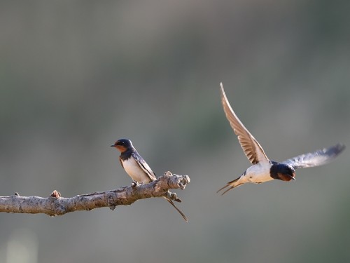 Dymówka (ang. Barn Swallow, łac. Hirundo rustica) - 5511- Fotografia Przyrodnicza - WlodekSmardz.pl