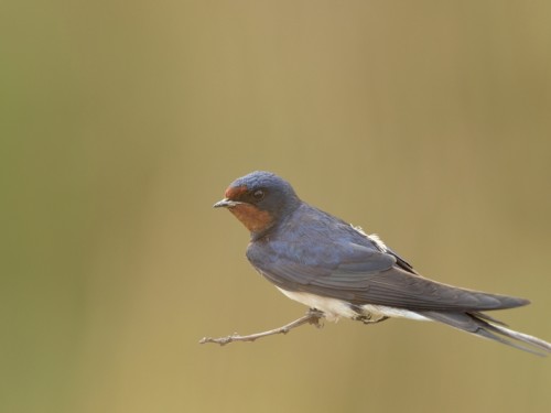 Dymówka (ang. Barn Swallow, łac. Hirundo rustica) - 2156- Fotografia Przyrodnicza - WlodekSmardz.pl