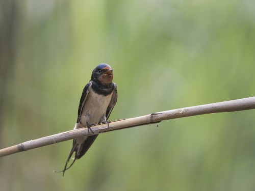 Dymówka (ang. Barn Swallow, łac. Hirundo rustica) - 1773- Fotografia Przyrodnicza - WlodekSmardz.pl