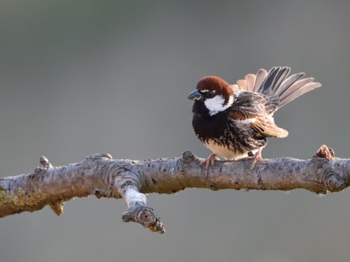 Wróbel śródziemnomorski (ang. Spanish Sparrow, łac. Passer hispaniolensis) - 5505- Fotografia Przyrodnicza - WlodekSmardz.pl