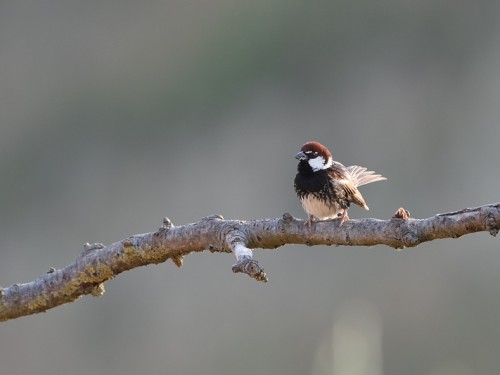 Wróbel śródziemnomorski (ang. Spanish Sparrow, łac. Passer hispaniolensis) - 5502- Fotografia Przyrodnicza - WlodekSmardz.pl