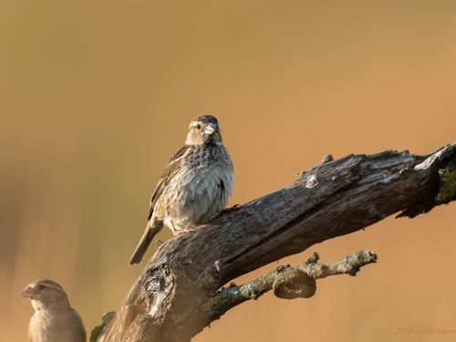Wróbel śródziemnomorski (ang. Spanish Sparrow, łac. Passer hispaniolensis) - 4525- Fotografia Przyrodnicza - WlodekSmardz.pl