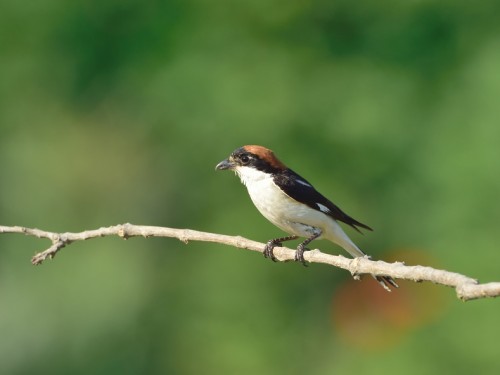 Dzierzba rudogłowa (ang. Woodchat Shrike, łac. Lanius senator) - 3508- Fotografia Przyrodnicza - WlodekSmardz.pl