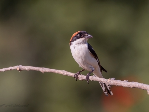 Dzierzba rudogłowa (ang. Woodchat Shrike, łac. Lanius senator) - 3512- Fotografia Przyrodnicza - WlodekSmardz.pl