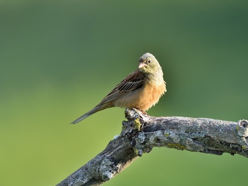 Ortolan (ang. Ortolan Bunting, łac. Emberiza hortulana) - 4104- Fotografia Przyrodnicza - WlodekSmardz.pl