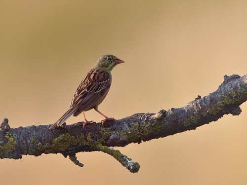 Ortolan (ang. Ortolan Bunting, łac. Emberiza hortulana) - 4564- Fotografia Przyrodnicza - WlodekSmardz.pl