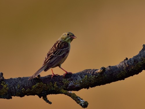 Ortolan (ang. Ortolan Bunting, łac. Emberiza hortulana) - 4561- Fotografia Przyrodnicza - WlodekSmardz.pl