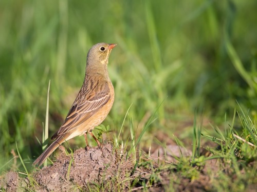 Ortolan (ang. Ortolan Bunting, łac. Emberiza hortulana) - 1560- Fotografia Przyrodnicza - WlodekSmardz.pl