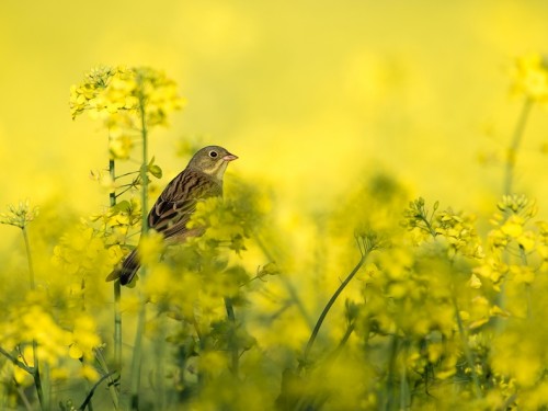 Ortolan (ang. Ortolan Bunting, łac. Emberiza hortulana) - 1726- Fotografia Przyrodnicza - WlodekSmardz.pl