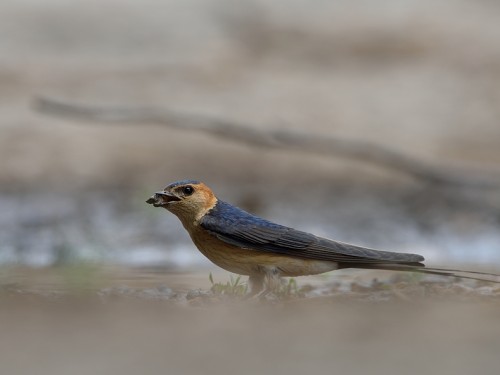 Jaskółka rudawa (ang. Red-rumped Swallow, łac. Cecropis daurica) - 5535- Fotografia Przyrodnicza - WlodekSmardz.pl