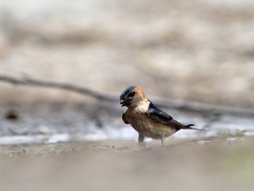 Jaskółka rudawa (ang. Red-rumped Swallow, łac. Cecropis daurica) - 5561- Fotografia Przyrodnicza - WlodekSmardz.pl