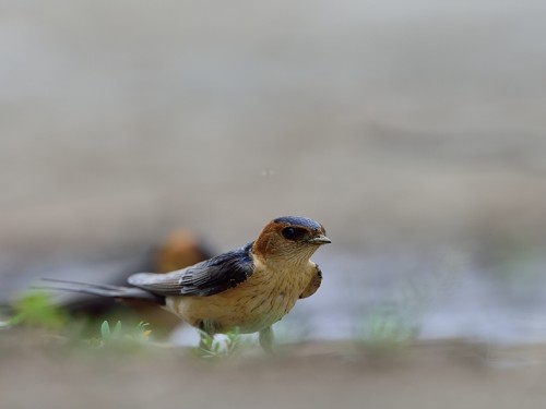 Jaskółka rudawa (ang. Red-rumped Swallow, łac. Cecropis daurica) - 5575- Fotografia Przyrodnicza - WlodekSmardz.pl