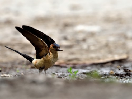 Jaskółka rudawa (ang. Red-rumped Swallow, łac. Cecropis daurica) - 5582- Fotografia Przyrodnicza - WlodekSmardz.pl