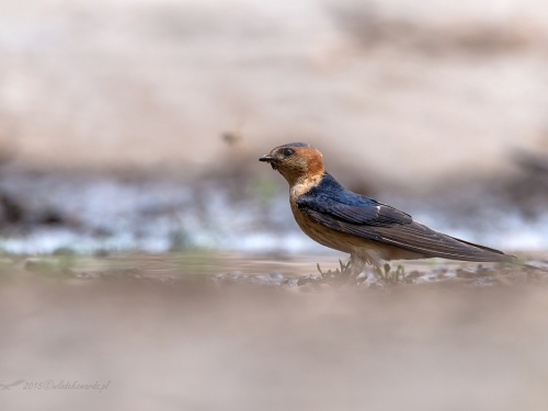 Jaskółka rudawa (ang. Red-rumped Swallow, łac. Cecropis daurica) - 5518- Fotografia Przyrodnicza - WlodekSmardz.pl