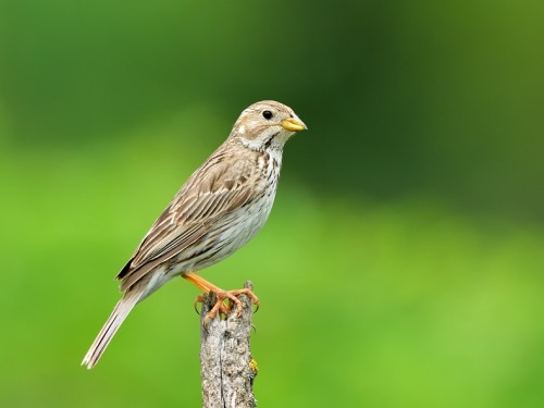 Potrzeszcz (ang. Corn Bunting, łac. Emberiza calandra) - 1477- Fotografia Przyrodnicza - WlodekSmardz.pl