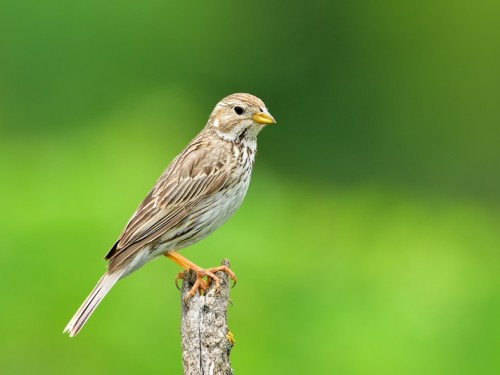 Potrzeszcz (ang. Corn Bunting, łac. Emberiza calandra) - 1484- Fotografia Przyrodnicza - WlodekSmardz.pl