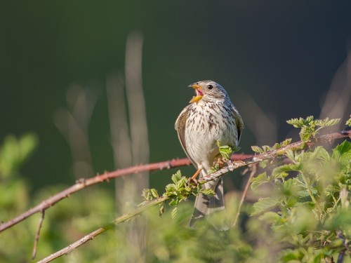 Potrzeszcz (ang. Corn Bunting, łac. Emberiza calandra) - 1778- Fotografia Przyrodnicza - WlodekSmardz.pl