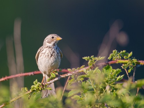 Potrzeszcz (ang. Corn Bunting, łac. Emberiza calandra) - 1793- Fotografia Przyrodnicza - WlodekSmardz.pl