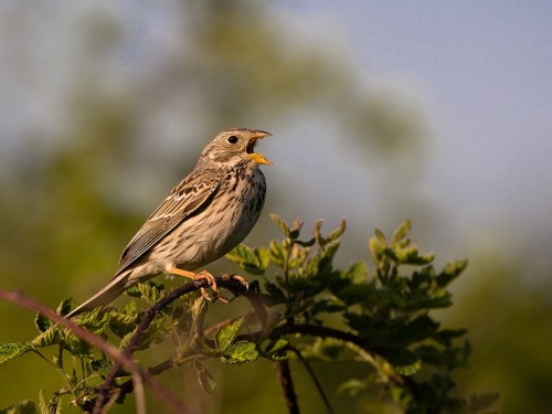 Potrzeszcz (ang. Corn Bunting, łac. Emberiza calandra) - 1870- Fotografia Przyrodnicza - WlodekSmardz.pl