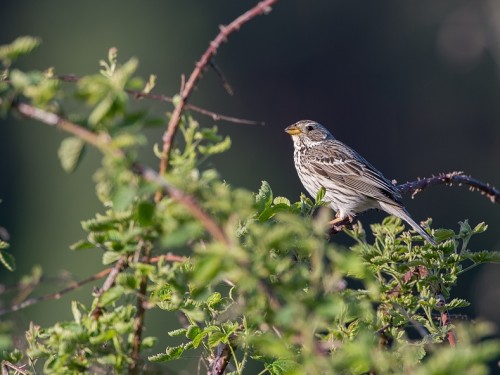 Potrzeszcz (ang. Corn Bunting, łac. Emberiza calandra) - 1878- Fotografia Przyrodnicza - WlodekSmardz.pl