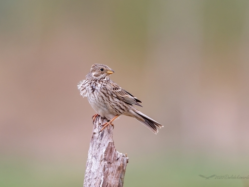 Potrzeszcz (ang. Corn Bunting, łac. Emberiza calandra) - 8322- Fotografia Przyrodnicza - WlodekSmardz.pl