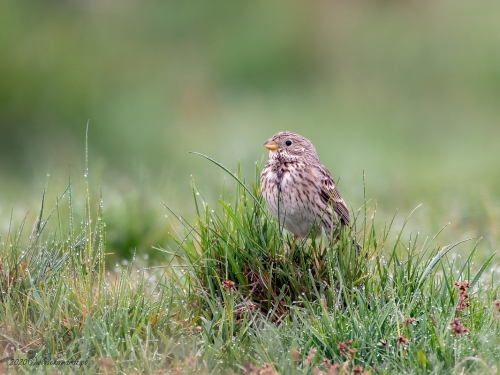 Potrzeszcz (ang. Corn Bunting, łac. Emberiza calandra) - 8701- Fotografia Przyrodnicza - WlodekSmardz.pl