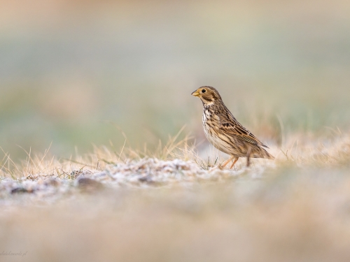 Potrzeszcz (ang. Corn Bunting, łac. Emberiza calandra) - 0436- Fotografia Przyrodnicza - WlodekSmardz.pl