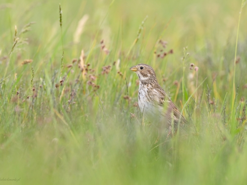 Potrzeszcz (ang. Corn Bunting, łac. Emberiza calandra) - 6345- Fotografia Przyrodnicza - WlodekSmardz.pl