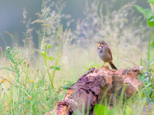 Potrzeszcz (ang. Corn Bunting, łac. Emberiza calandra) - 5927- Fotografia Przyrodnicza - WlodekSmardz.pl