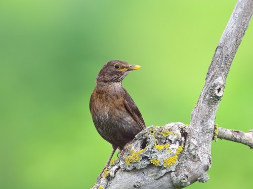 Kos (ang. Common blackbird, łac. Turdus merula) - 4270- Fotografia Przyrodnicza - WlodekSmardz.pl