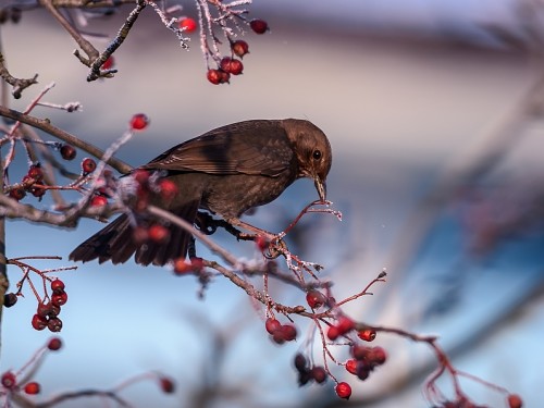 Kos (ang. Common blackbird, łac. Turdus merula) - 2981- Fotografia Przyrodnicza - WlodekSmardz.pl