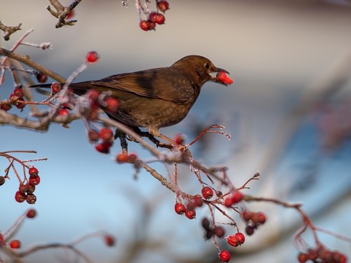 Kos (ang. Common blackbird, łac. Turdus merula) - 2985- Fotografia Przyrodnicza - WlodekSmardz.pl