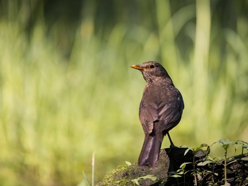 Kos (ang. Common blackbird, łac. Turdus merula) - 3741- Fotografia Przyrodnicza - WlodekSmardz.pl