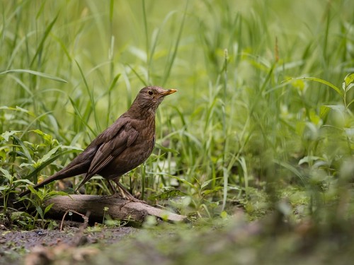 Kos (ang. Common blackbird, łac. Turdus merula) - 3618- Fotografia Przyrodnicza - WlodekSmardz.pl
