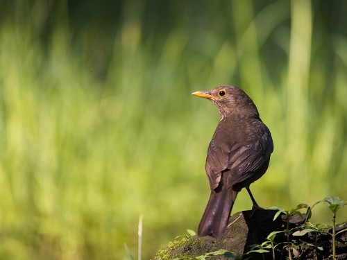Kos (ang. Common blackbird, łac. Turdus merula) - 3739- Fotografia Przyrodnicza - WlodekSmardz.pl