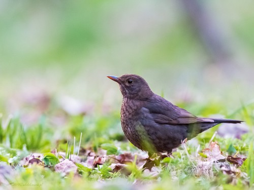 Kos (ang. Common blackbird, łac. Turdus merula) - 3466- Fotografia Przyrodnicza - WlodekSmardz.pl