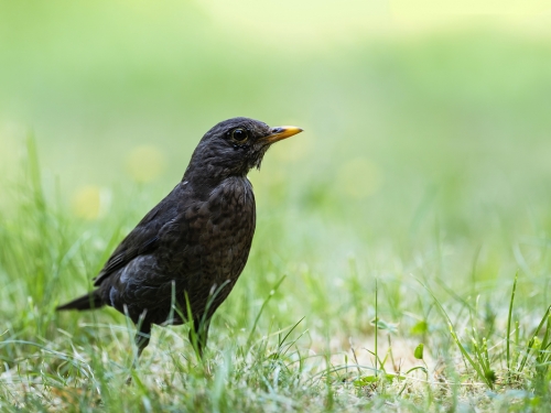 Kos (ang. Common blackbird, łac. Turdus merula) - 4270- Fotografia Przyrodnicza - WlodekSmardz.pl