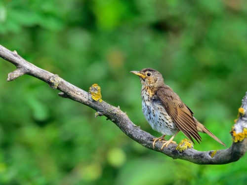 Drozd śpiewak (ang. Song Thrush, łac. Turdus philomelos) - 4207- Fotografia Przyrodnicza - WlodekSmardz.pl