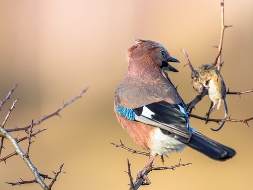 Sójka (ang. Eurasian Jay, łac. Garrulus glandarius) - 3111- Fotografia Przyrodnicza - WlodekSmardz.pl