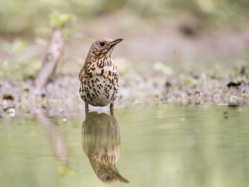 Drozd śpiewak (ang. Song Thrush, łac. Turdus philomelos) - 6473- Fotografia Przyrodnicza - WlodekSmardz.pl