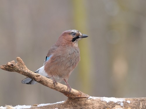 Sójka (ang. Eurasian Jay, łac. Garrulus glandarius) - 0501- Fotografia Przyrodnicza - WlodekSmardz.pl