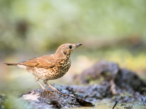 Drozd śpiewak (ang. Song Thrush, łac. Turdus philomelos) - 3972- Fotografia Przyrodnicza - WlodekSmardz.pl