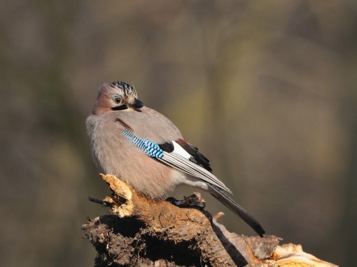 Sójka (ang. Eurasian Jay, łac. Garrulus glandarius) - 5885- Fotografia Przyrodnicza - WlodekSmardz.pl