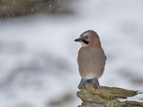 Sójka (ang. Eurasian Jay, łac. Garrulus glandarius) - 1022- Fotografia Przyrodnicza - WlodekSmardz.pl